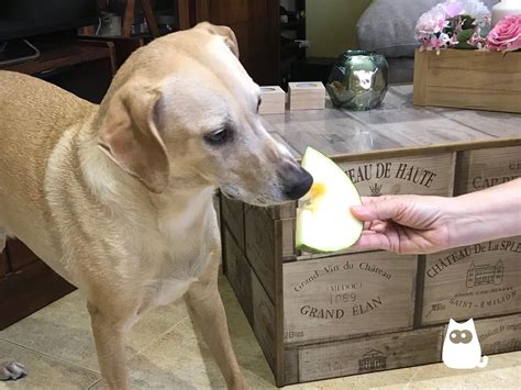cachorro pode comer melão-4